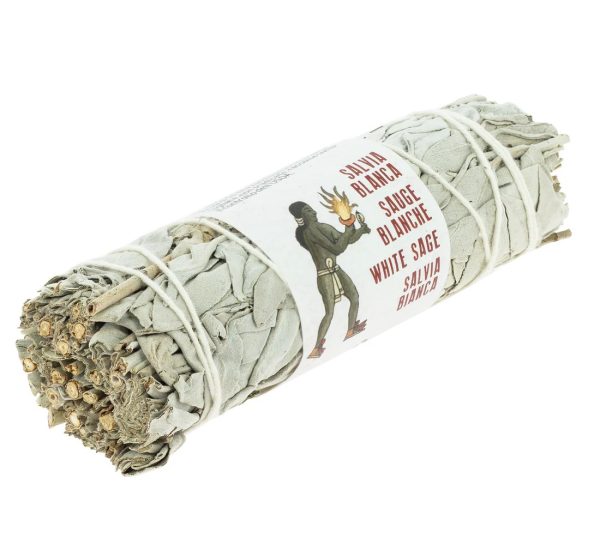California White Sage, Tied 8 to 10 cm.
