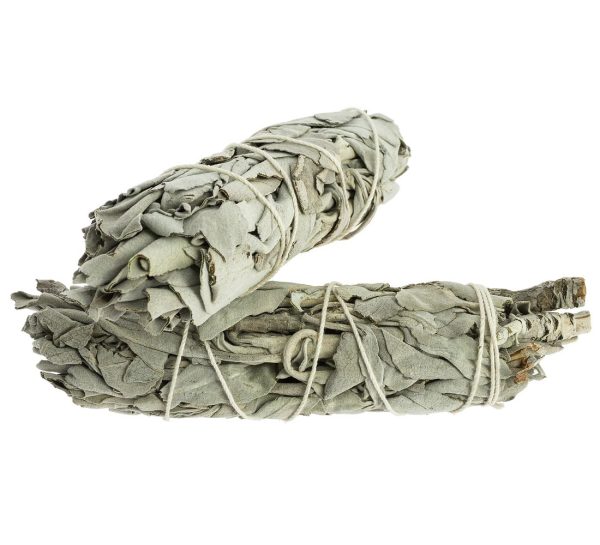 California White Sage, Tied 8 to 10 cm.
